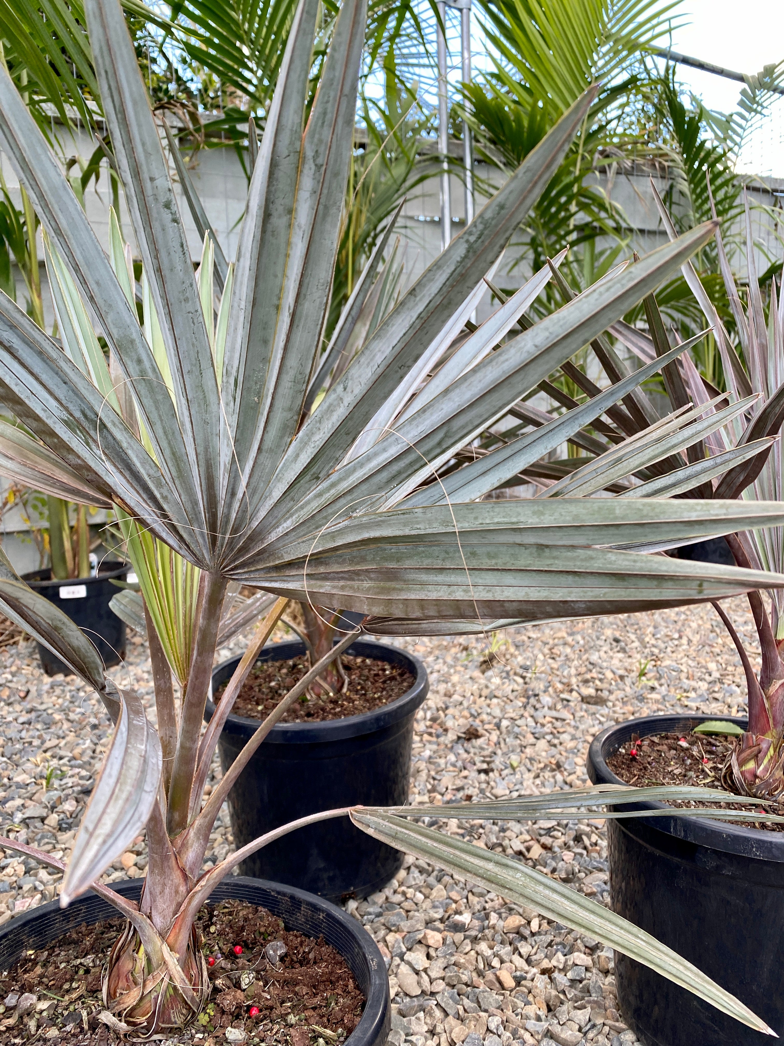 Bismarckia nobilis - Bismarck Palm