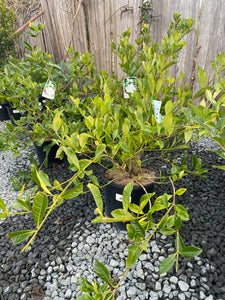 Gardenia augusta 'Florida' - Scented Gardenia