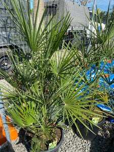 Chamaerops humilis - European Fan Palm