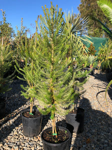 Banksia ericifolia - Heath Leaved Banksia