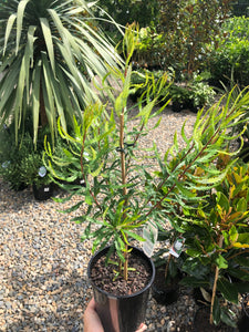 Banksia spinulosa - Hairpin Banksia