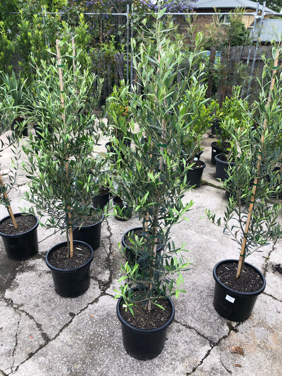 Olea europaea ‘Nevadillo Blanco’ - Nevadillo Olive – Plant Culture