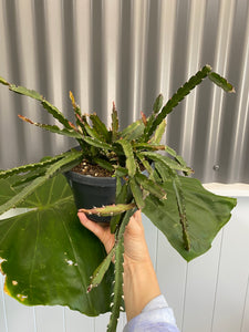 Lepismium cruciforme - Hurricane Cactus