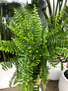 Nephrolepis exaltata - Boston Fern