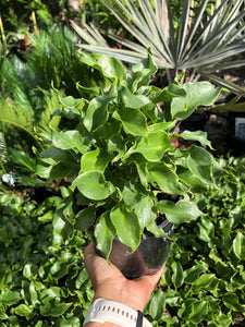 Philodendron xanadu - Xanadu