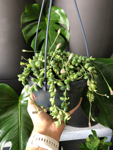Senecio rowleyanus - Clowns Tears