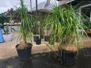 Beaucarnea recurvata - Ponytail Palm