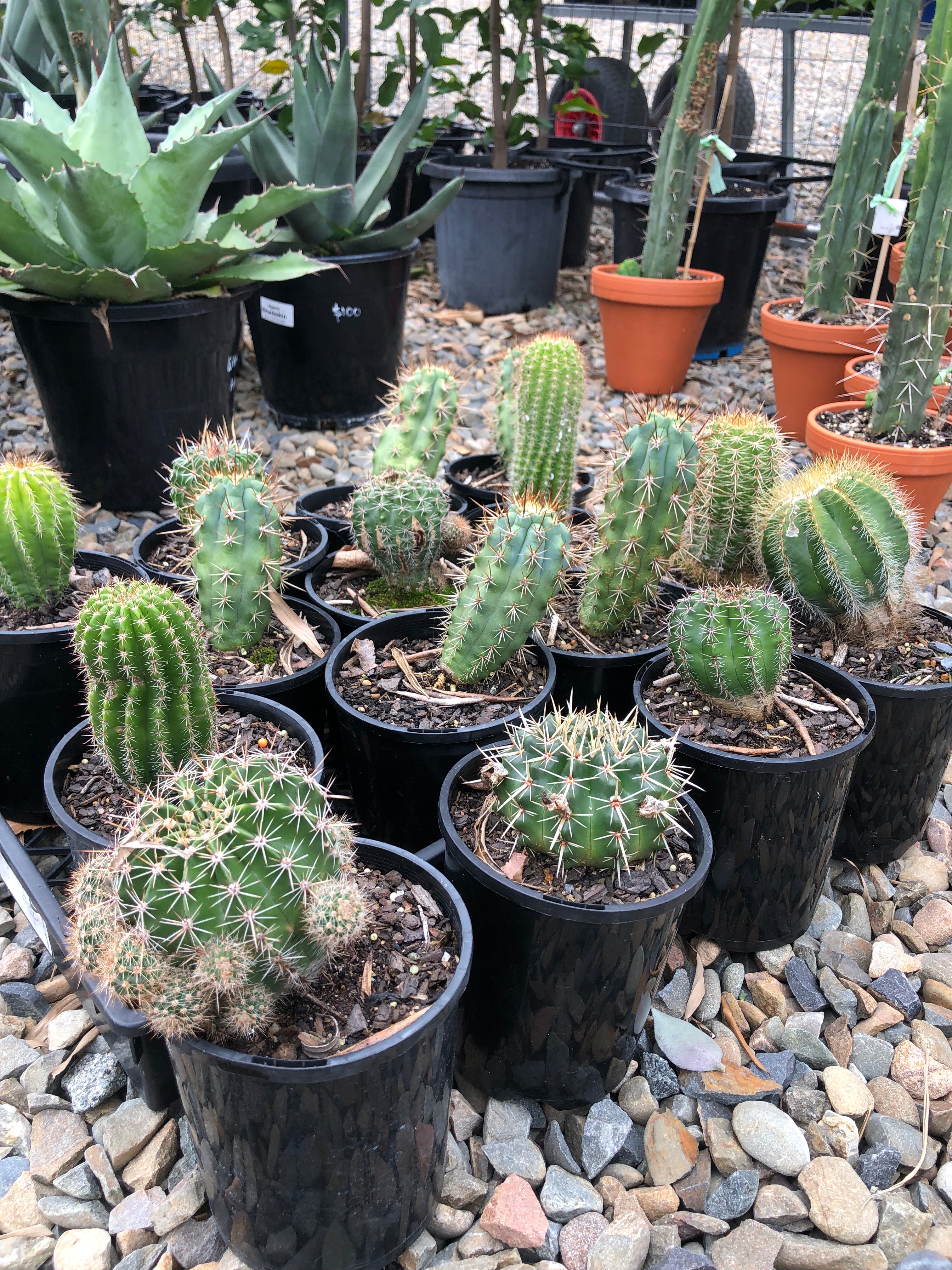Cacti Assorted