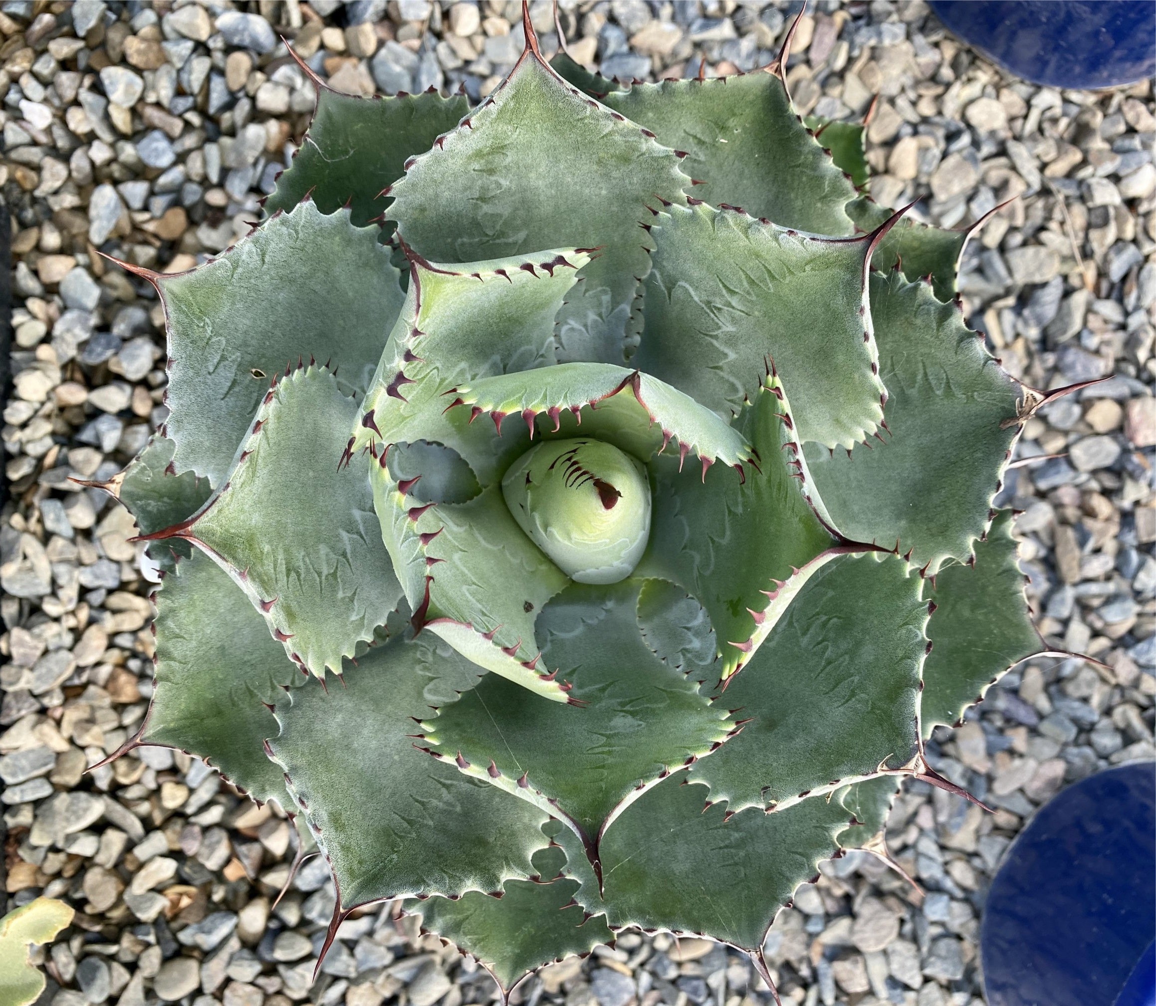 Agave parryi - Parry's Agave