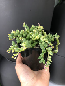 Senecio rowleyanus - Clowns Tears