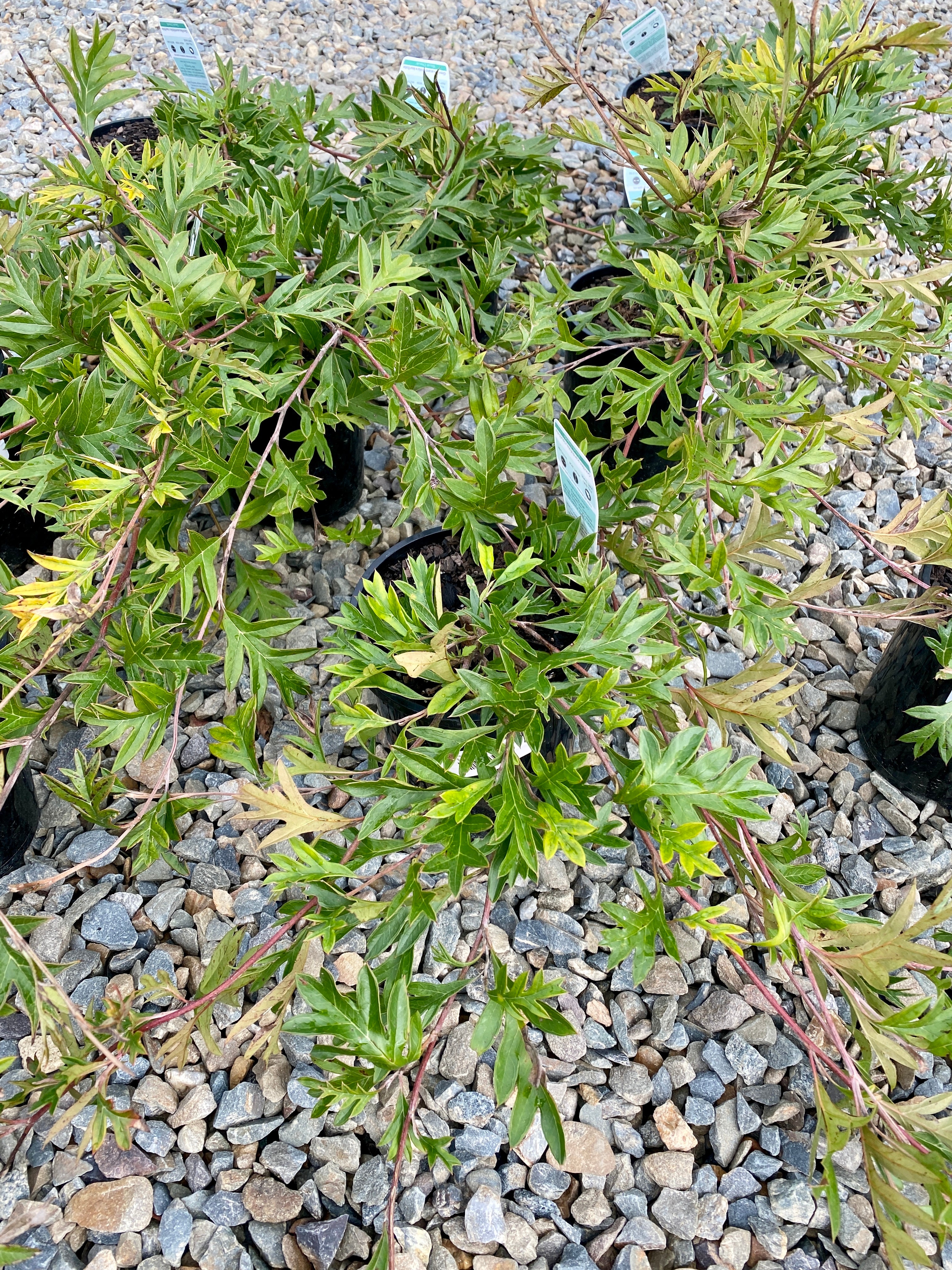 Grevillea 'Gaudi Chaudi' - Ground Cover Grevillea