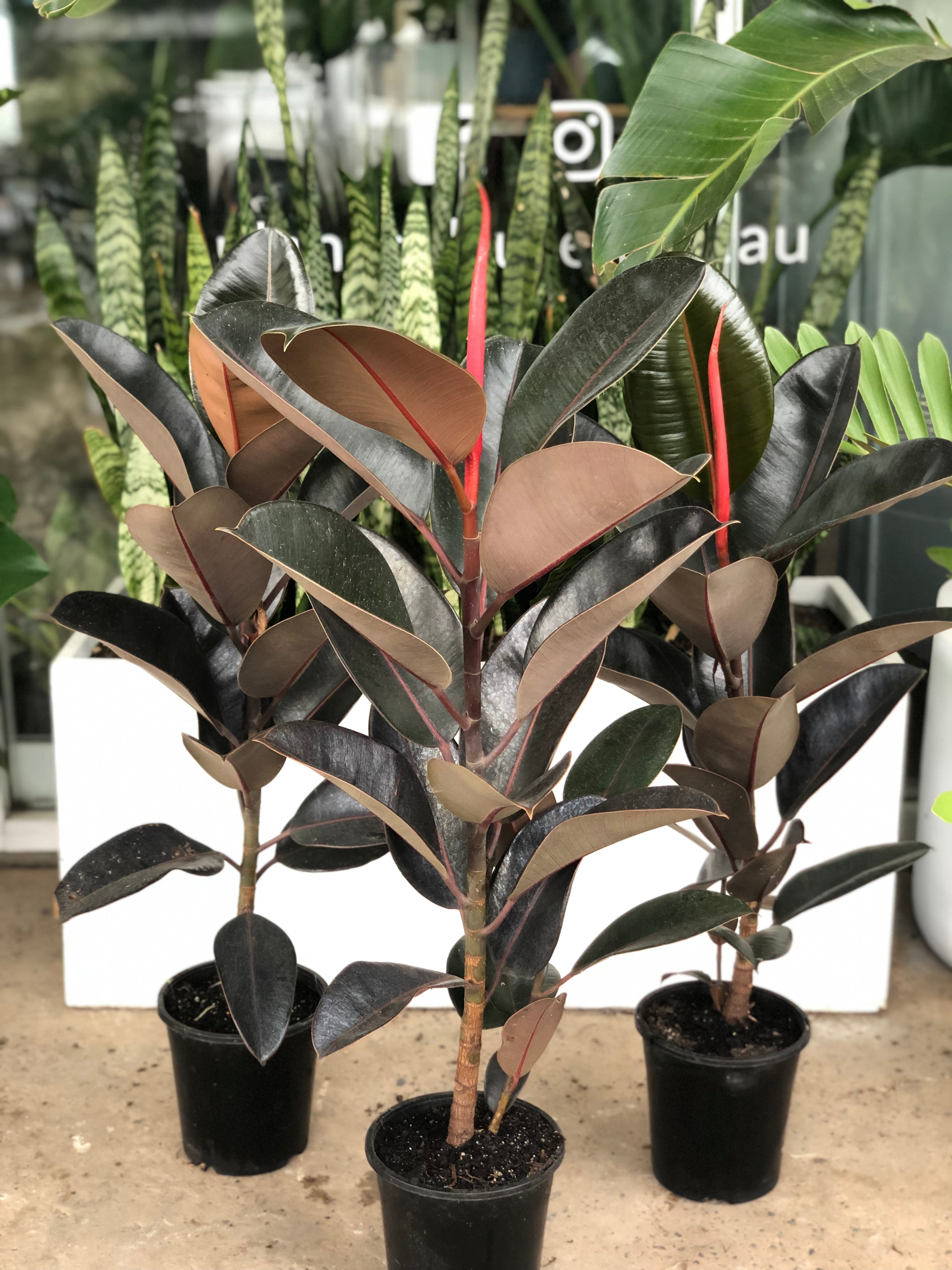 Ficus elastica 'Burgundy' - Rubber Plant