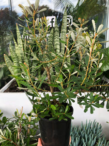 Banksia integrifolia - Coast Banksia