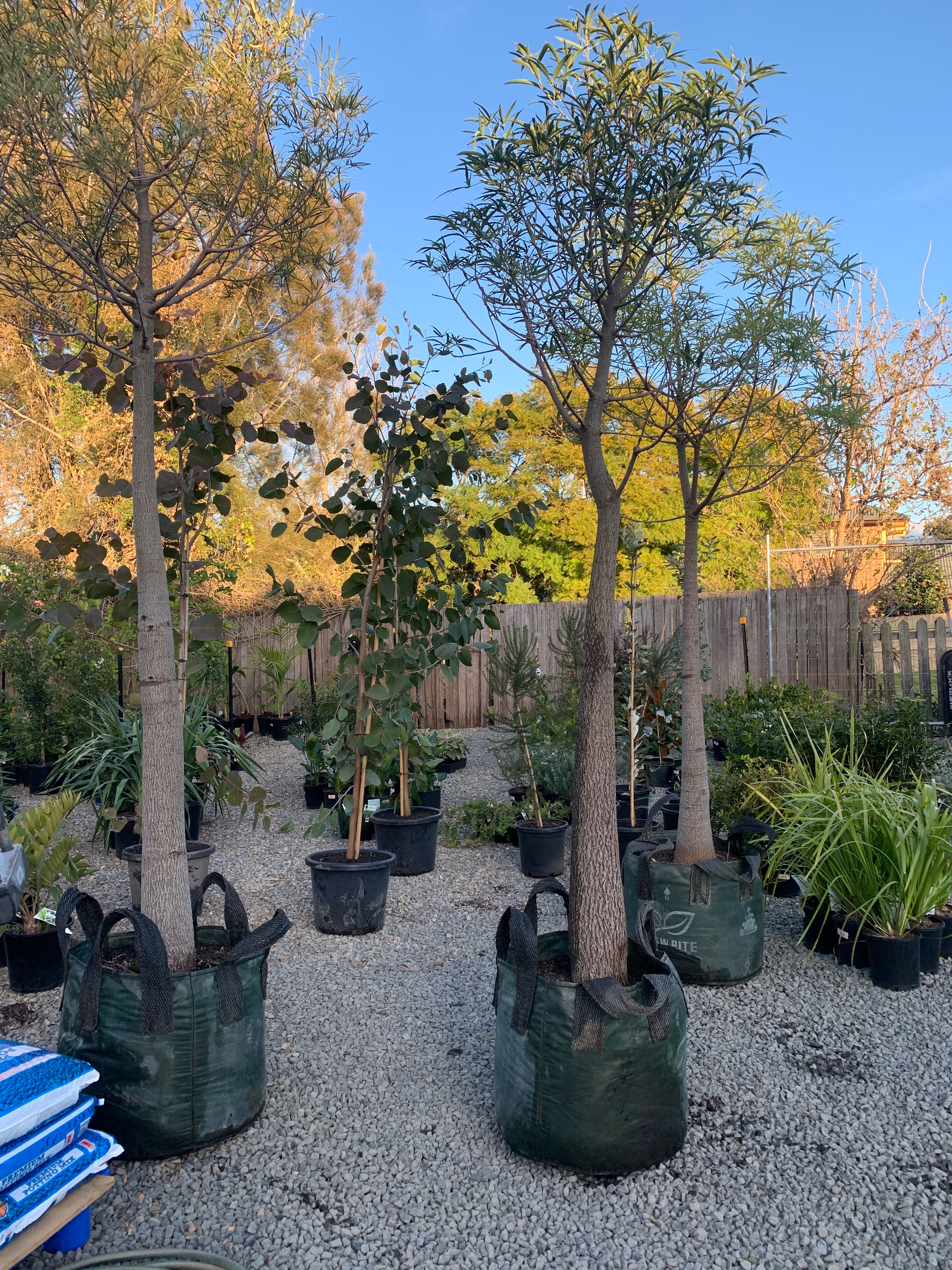 Brachychiton rupestris - Queensland Bottle Tree – Plant Culture