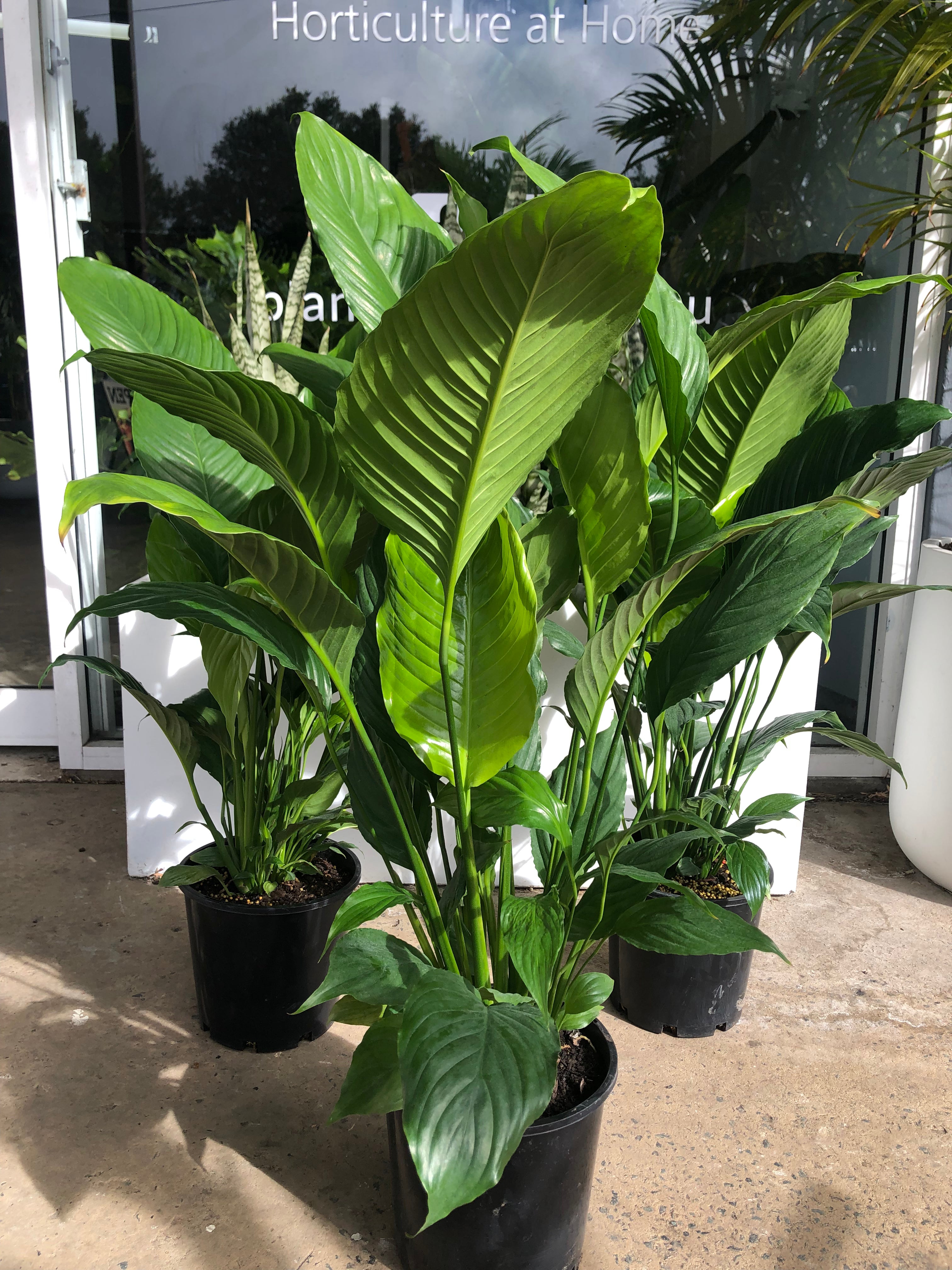 Spathiphyllum ’Maracay’ - Peace Lily
