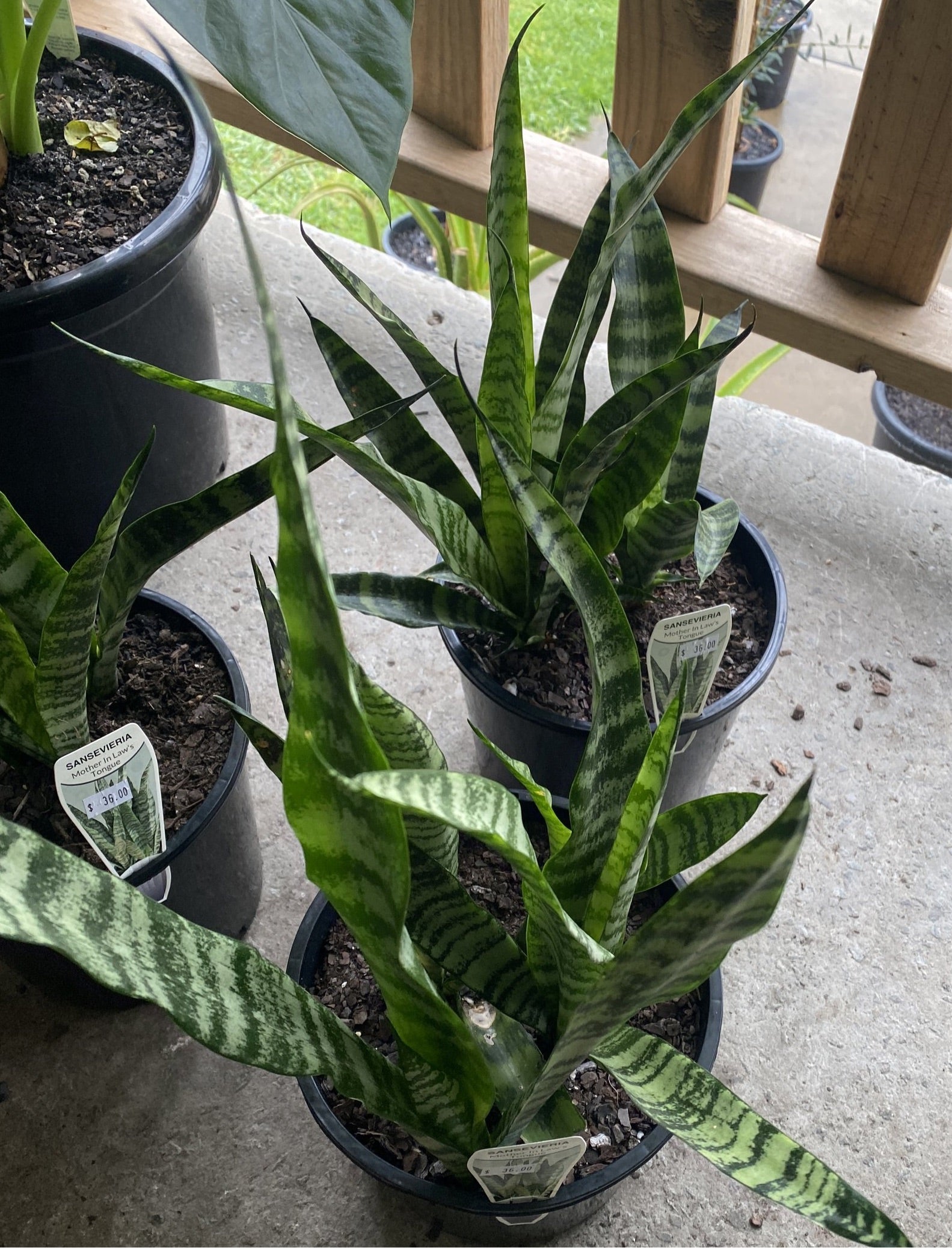 Sansevieria trifasciata - Mother In Laws Tongue