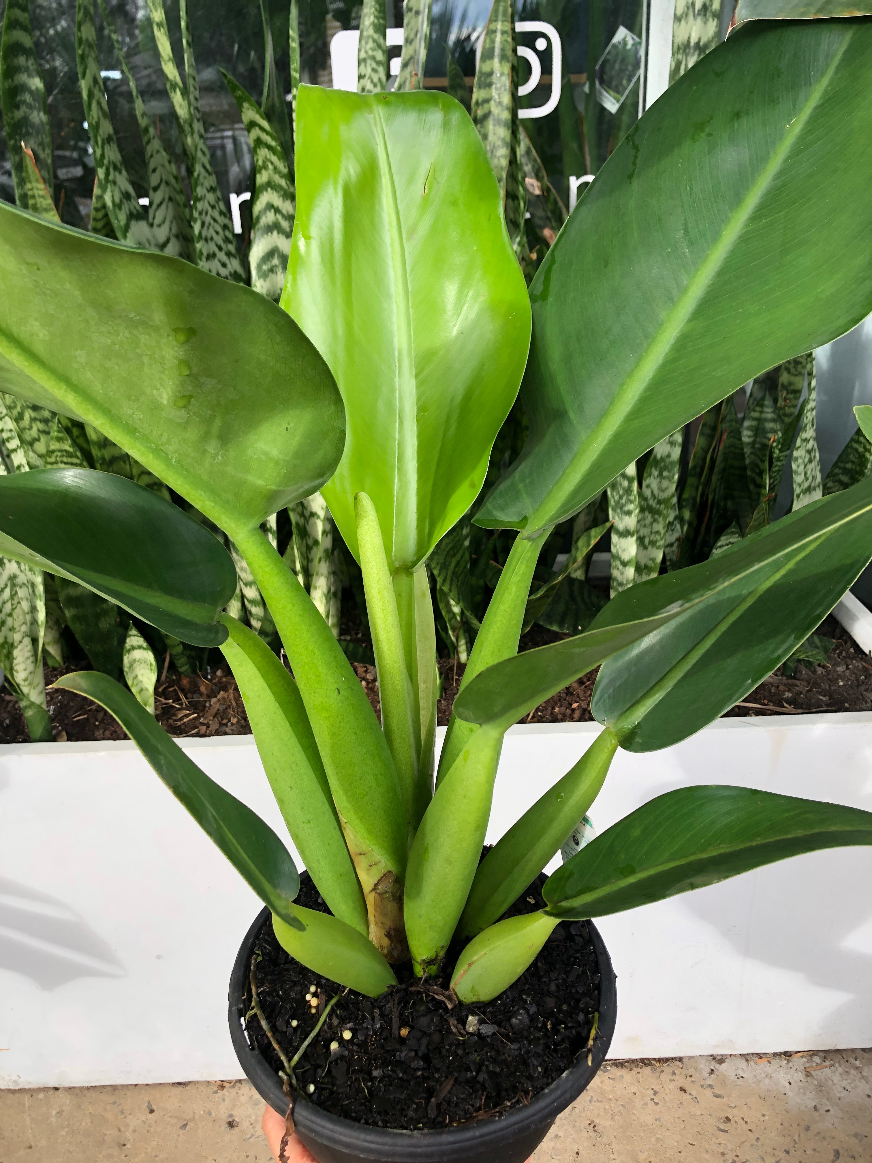 Philodendron Martianum Fat Boy Plant Culture philodendron-martianum-fat-boy-plant-culture