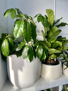 Topini Squat Congo Pot