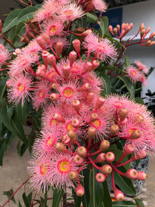 Eucalyptus ‘Summer Beauty’ - Flowering Gum