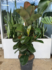 Ficus elastica - Rubber Plant