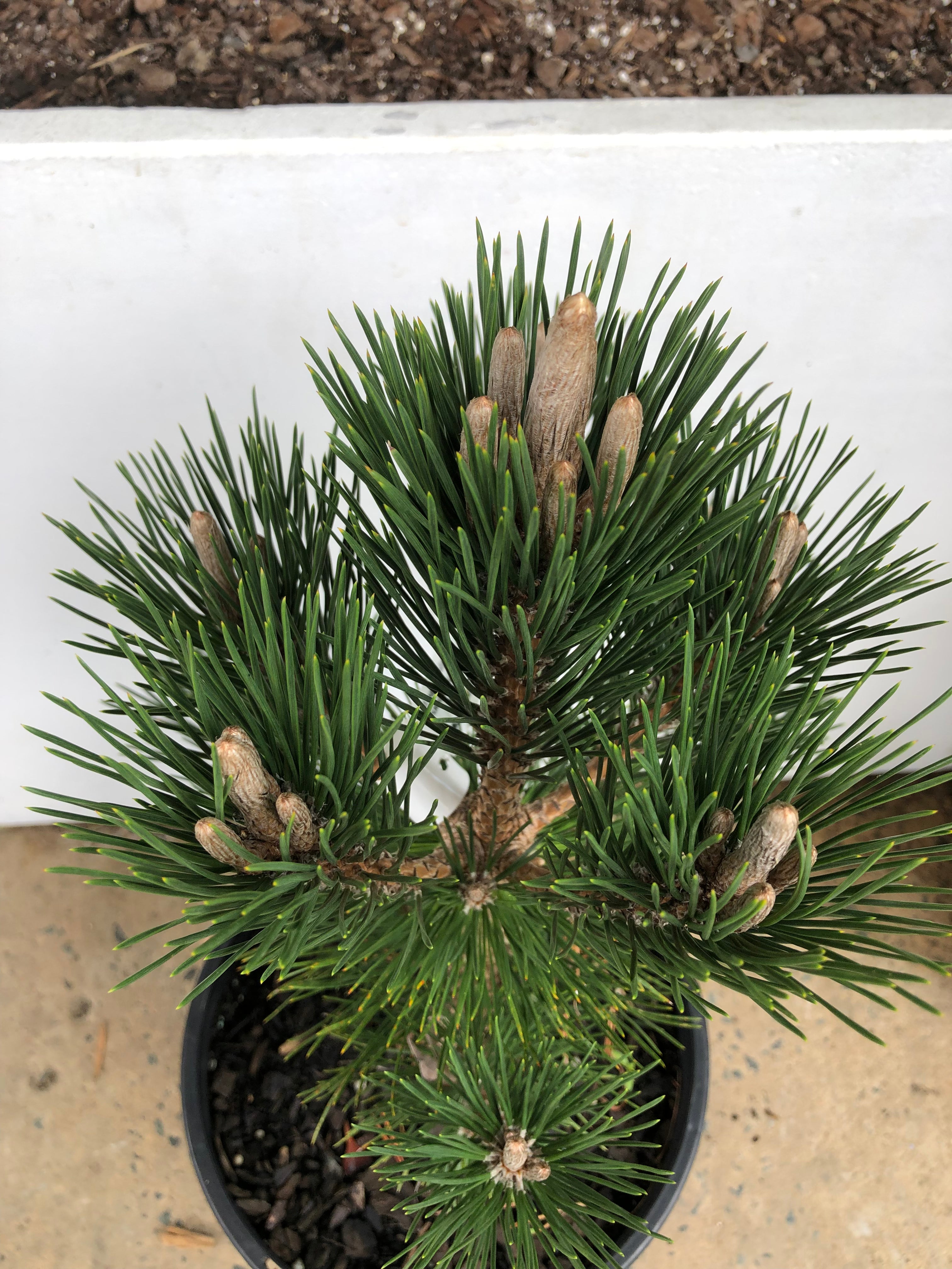 Pinus thunbergii ‘Coolwyn Christmas Tree’ - Japanese Black Pine