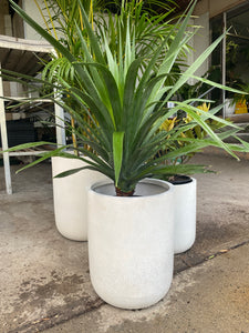 Dracaena draco - Dragon Tree