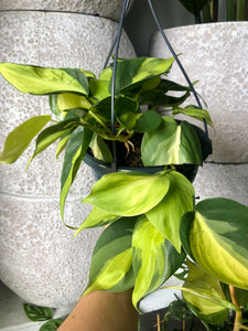 Philodendron hederaceum - Philodendron Brasil