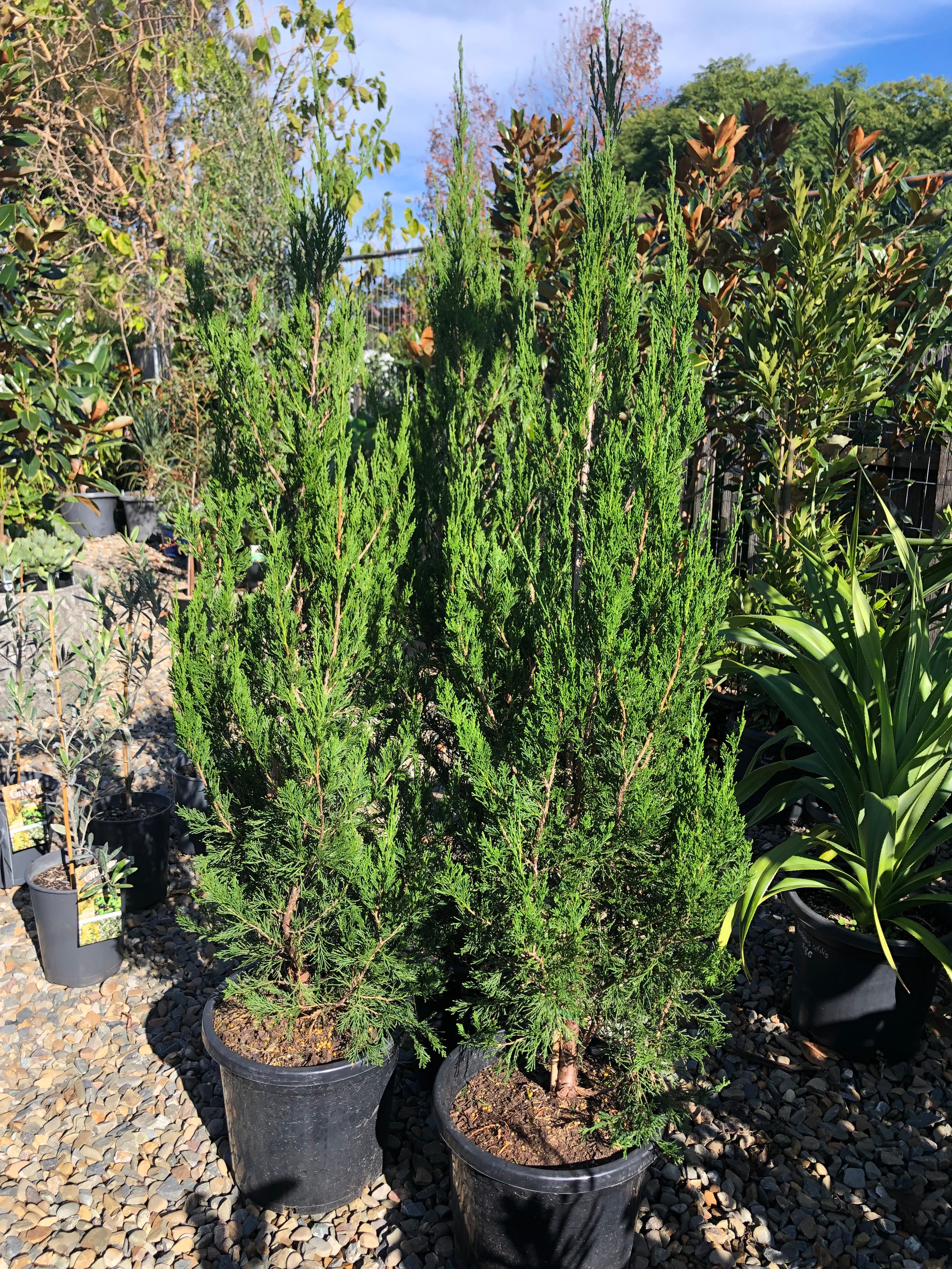 Juniperus chinensis ‘Spartan’ - Chinese Juniper
