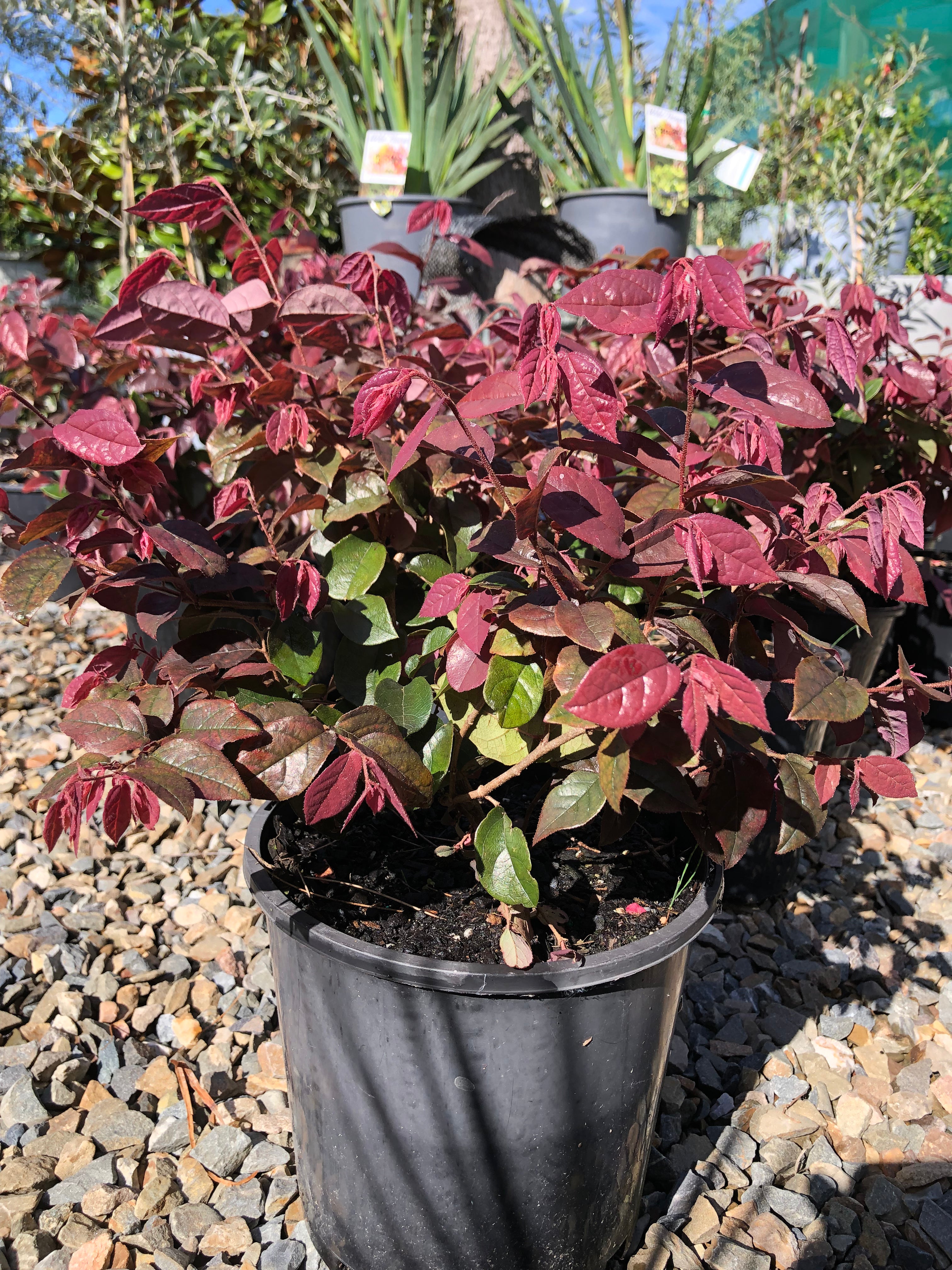 Loropetalum chinense ‘China Pink’ - Chinese Fringe Flower