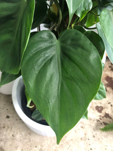 Philodendron cordatum - Heart Leaf Philodendron