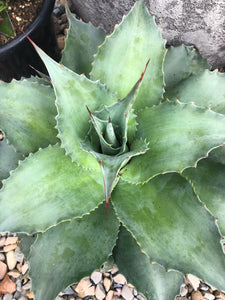 Agave ovatifolia ‘Vanzie’ - Whale’s Tongue Agave