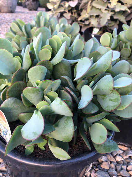 bluebird jade plant Crassula arborescens