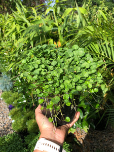 Dichondra repens - Kidney Weed