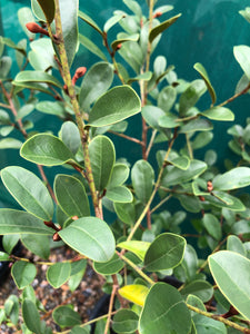 Magnolia yunnanensis - Scented Pearl