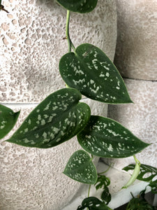Scindapsus pictus - Satin Pothos