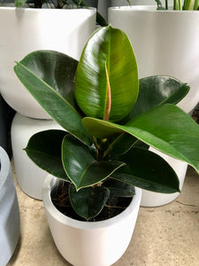 Ficus elastica ‘Sophie’ - Rubber Plant
