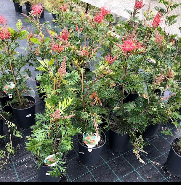 Grevillea banksii x bipinnatifida - Robyn Gordon