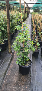 Syzygium australe ‘Resilience’ - Lilly Pilly